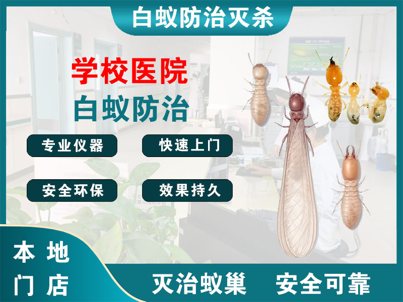 扬中市学校医院白蚁防治